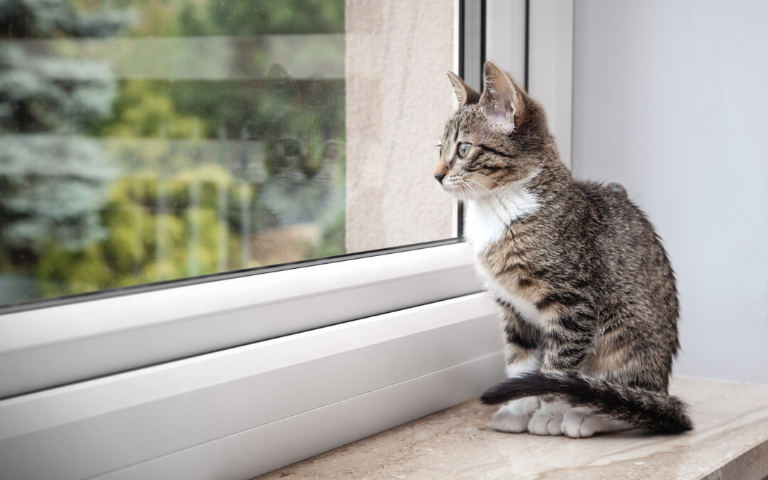 The problem of condensation in Double Glazed Windows: Causes and solutions for homeowners in Oswestry
